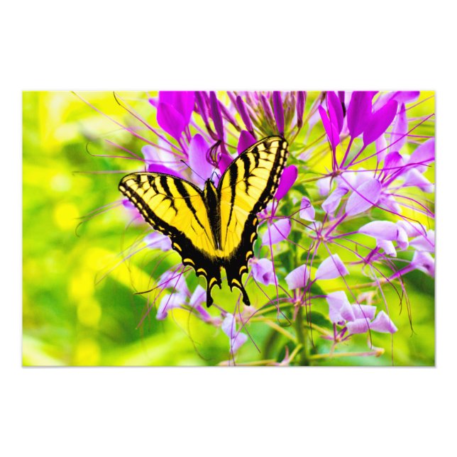 Yellow Swallowtail Butterfly Photo Print (Front)