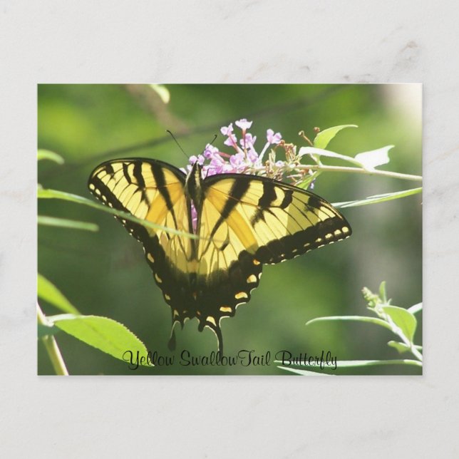 Yellow SwallowTail Butterfly Postcard (Front)
