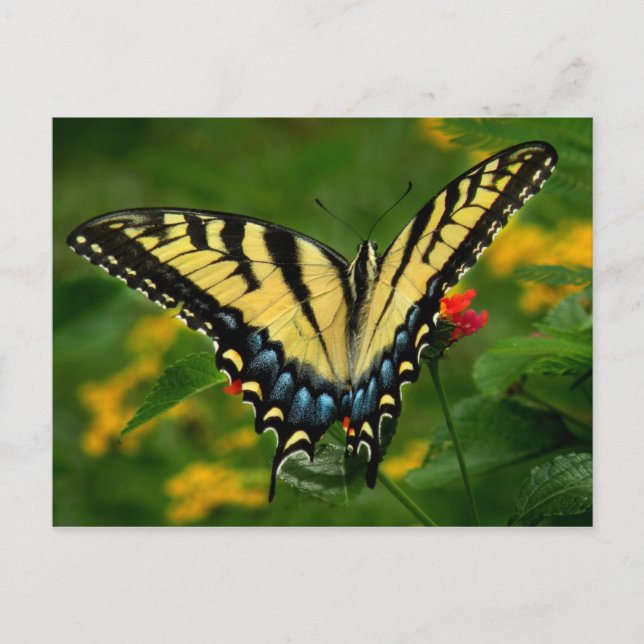 Yellow Swallowtail Butterfly Postcard (Front)