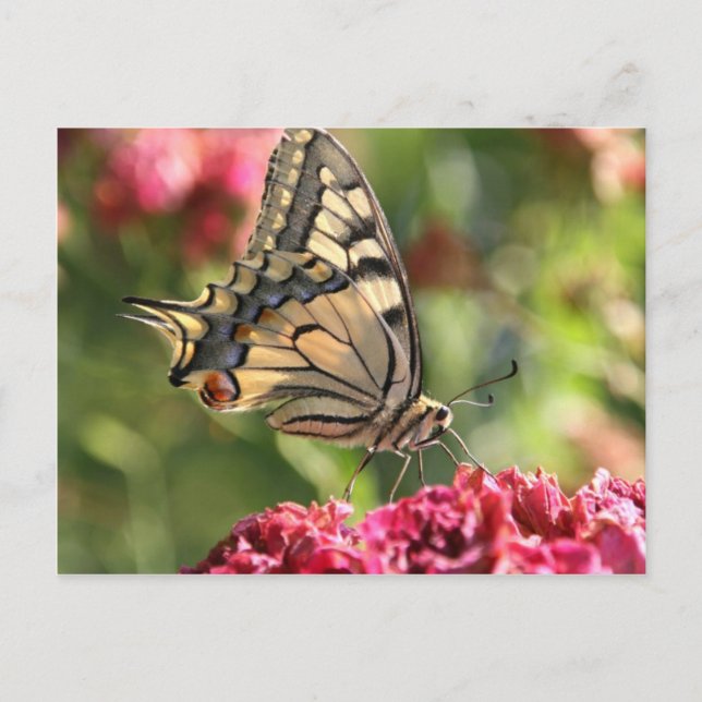 Yellow Swallowtail Butterfly Postcard (Front)