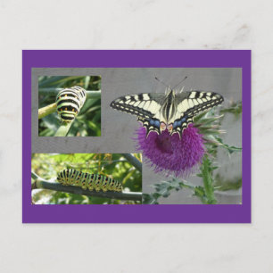 Yellow Swallowtail Collage DIY Postcard