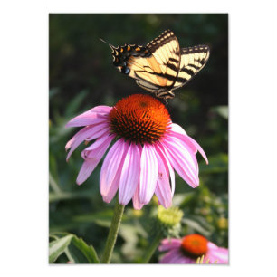 Yellow Swallowtail on Coneflower Photo Print