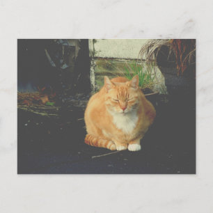 yellow tabby cute stray cat postcrossing postcard