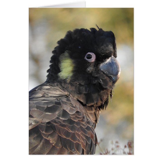 Yellow-tailed Black Cockatoo (Front)