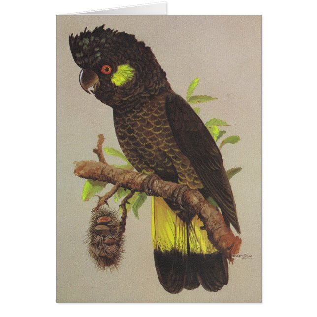 Yellow-tailed Black Cockatoo (Front)