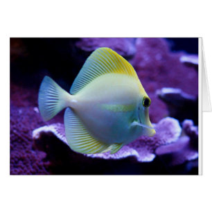 Yellow Tang