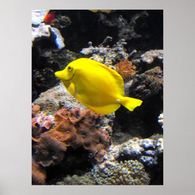 Yellow Tang fish Poster (Front)