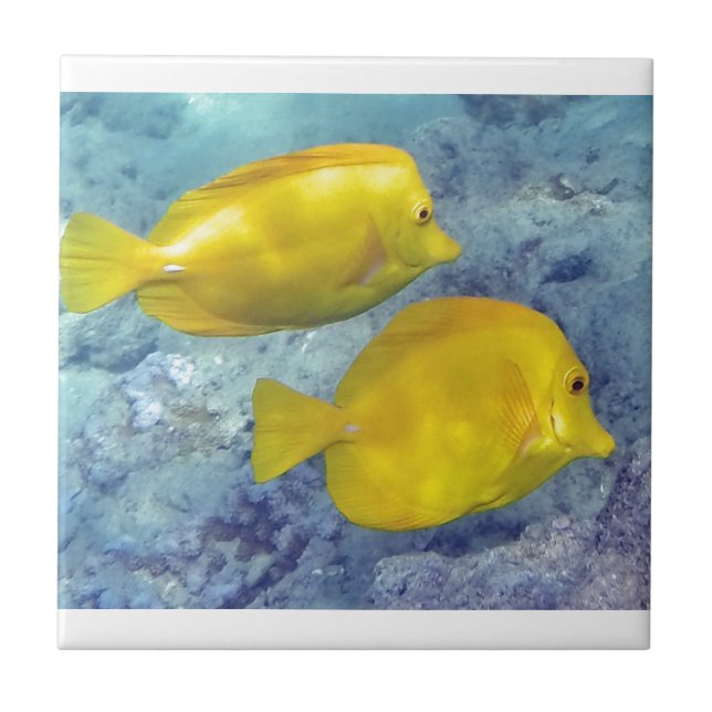Yellow Tangs Ceramic Tile (Front)