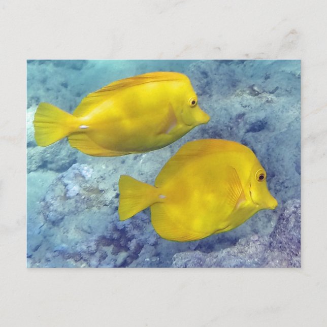 Yellow Tangs Postcard (Front)