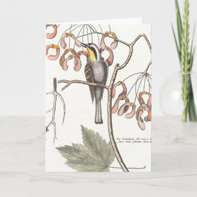 Yellow Throated Warbler / Seligmann - Catesby Card (Front)