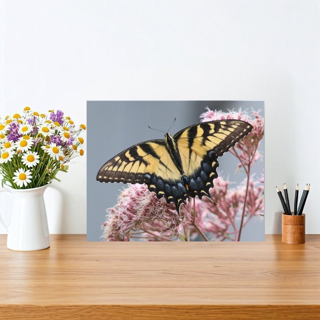 Yellow Tiger Swallowtail Butterfly on Pink Flower Photo Print (Butterfly and flower nature print features a Yellow Tiger Swallowtail Butterfly on Joe Pye flower. )