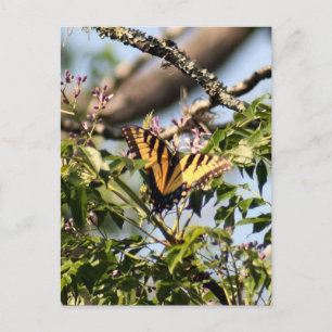 Yellow Tiger Swallowtail Butterfly Photo Postcard