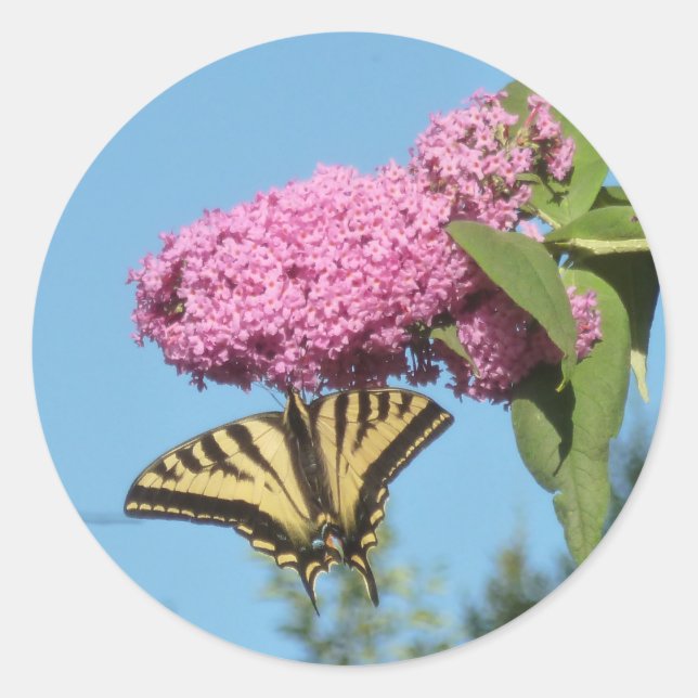 Yellow Tiger Swallowtail on Pink Butterfly Bush Fl Classic Round Sticker (Front)