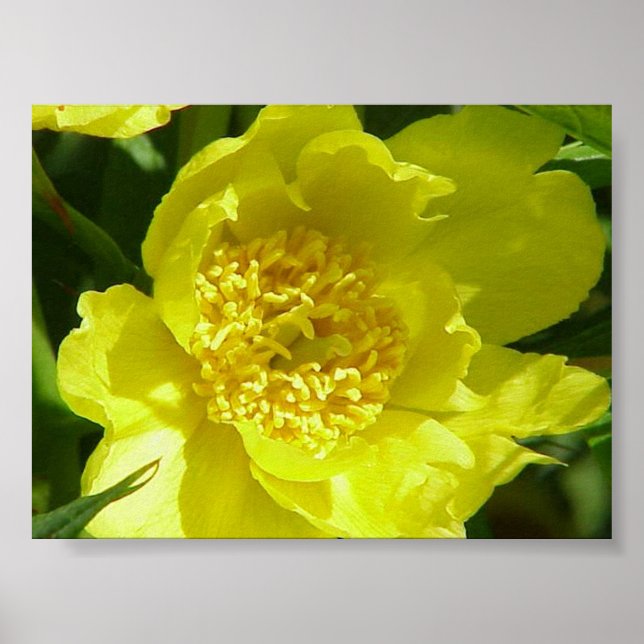 Yellow Tree Peony (Paeonia Lutea) Poster (Front)