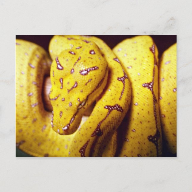 Yellow-tree python, baby postcard (Front)