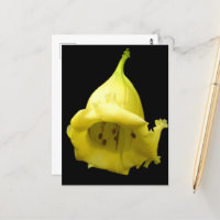 Yellow Tropical Blossom