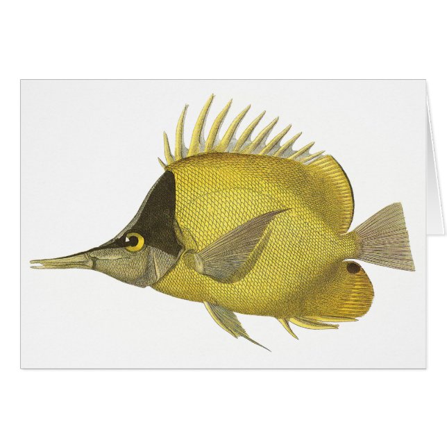 Yellow Tropical Chelmon Longirostris, Vintage Fish (Front Horizontal)