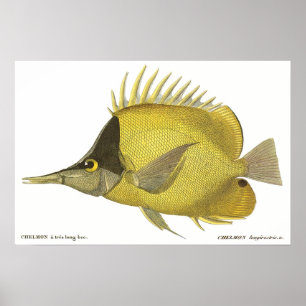Yellow Tropical Chelmon Longirostris, Vintage Fish Poster