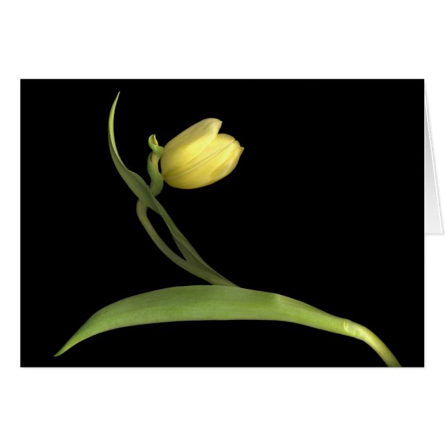 Yellow tulip (Front Horizontal)