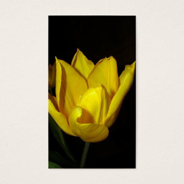 Yellow Tulip (Front)
