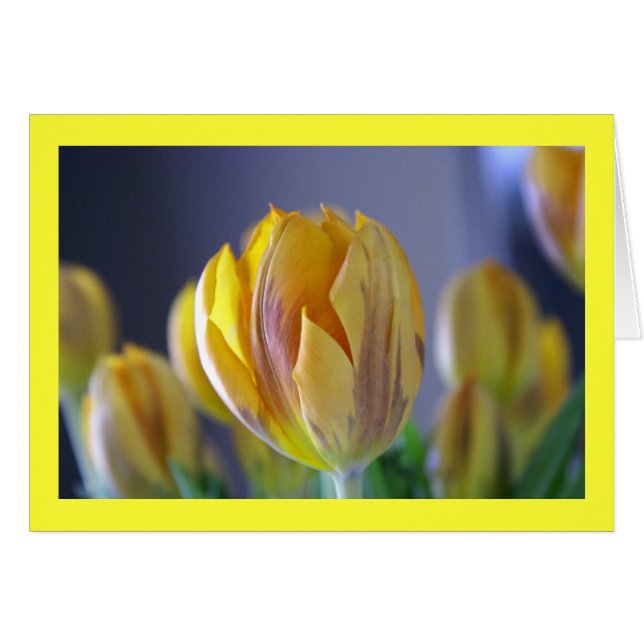 Yellow Tulip (Front Horizontal)