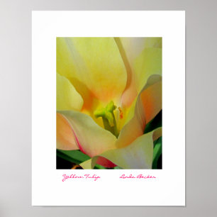 Yellow Tulip by Linda Becker PhotoArt Poster