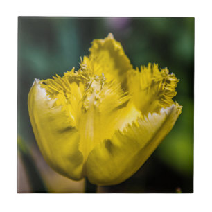 Yellow Tulip Ceramic Tile