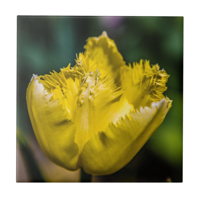 Yellow Tulip Ceramic Tile (Front)