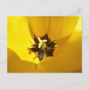 Yellow Tulip Close Up DIY Postcard