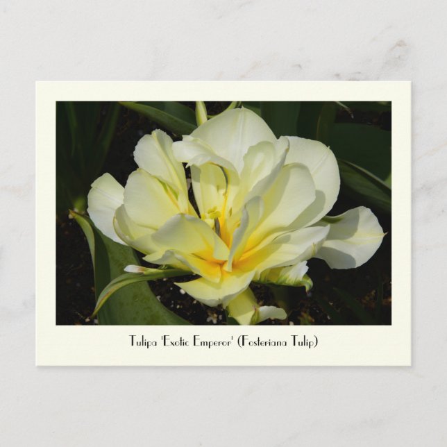 Yellow Tulip Collectable Post Card (Front)