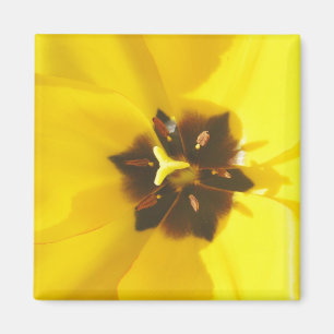 Yellow Tulip Exposed Magnet