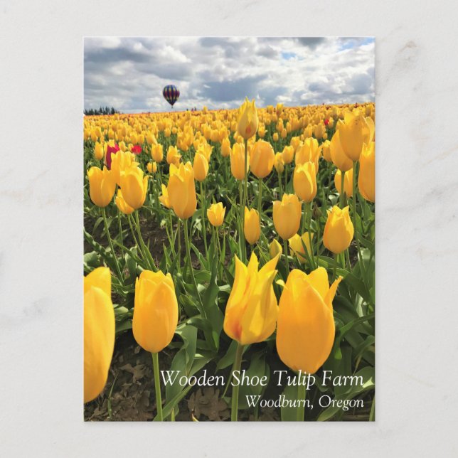 Yellow Tulip Field with Hot Air Balloon Postcard (Front)