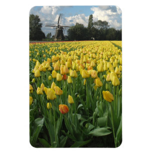 Yellow Tulip Flower Field Holland Magnet