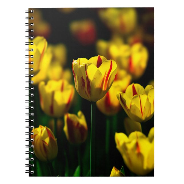 Yellow tulip flowers notebook (Front)