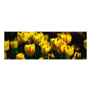 Yellow tulip flowers photo print
