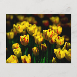 Yellow tulip flowers postcard
