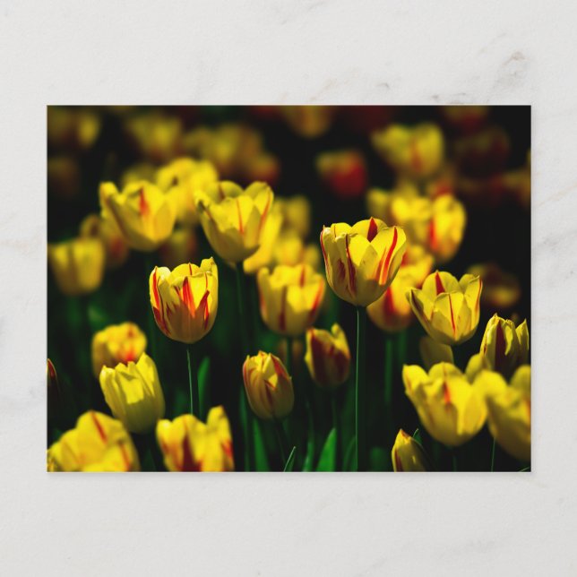 Yellow tulip flowers postcard (Front)