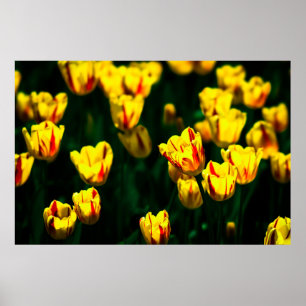 Yellow tulip flowers poster