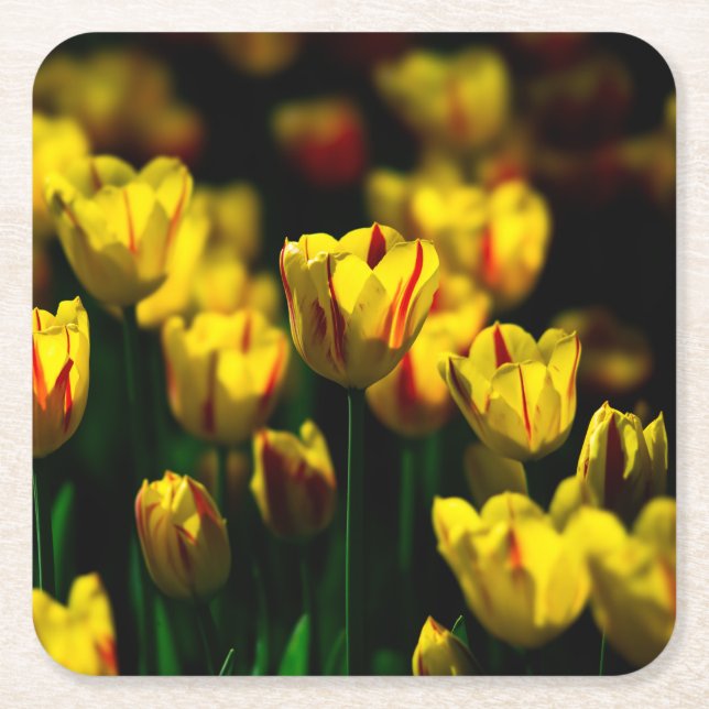 Yellow tulip flowers square paper coaster (Front)