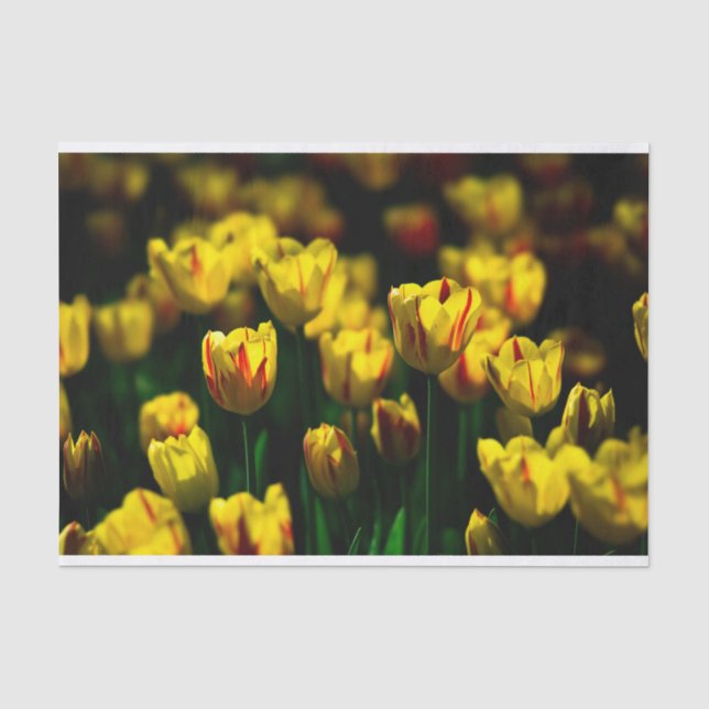 Yellow tulip flowers tissue paper (Front)