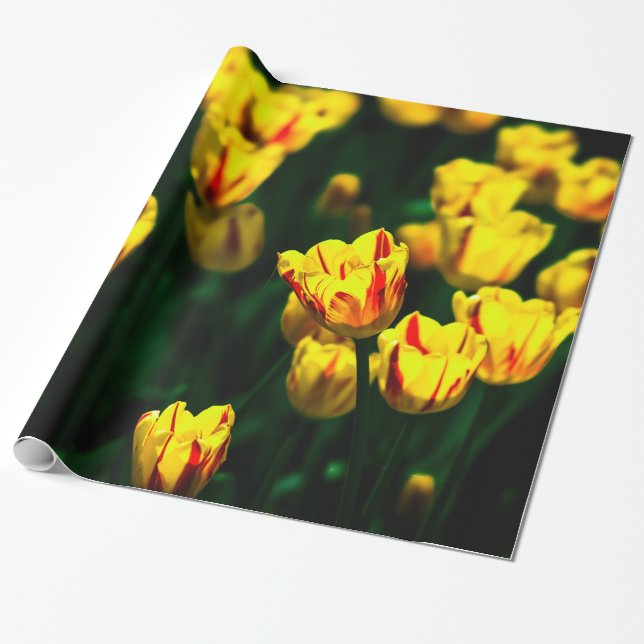 Yellow tulip flowers wrapping paper (Unrolled)