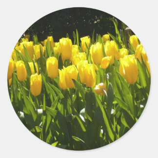 Yellow Tulip Garden Classic Round Sticker