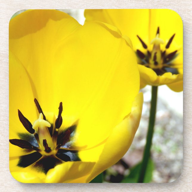 Yellow Tulip Hard Plastic Coasters (Front)