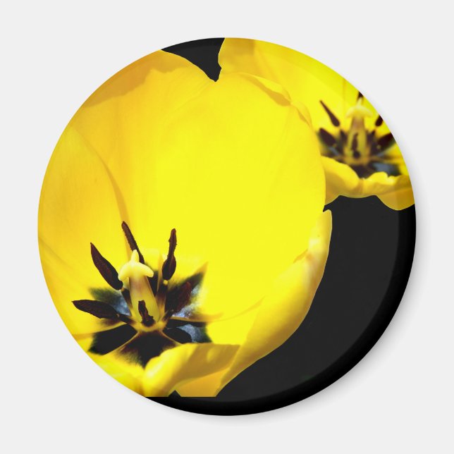 Yellow Tulip Magnet (Front)