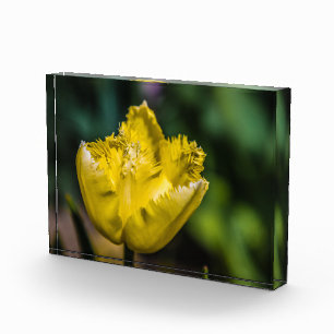 Yellow Tulip Photo Block
