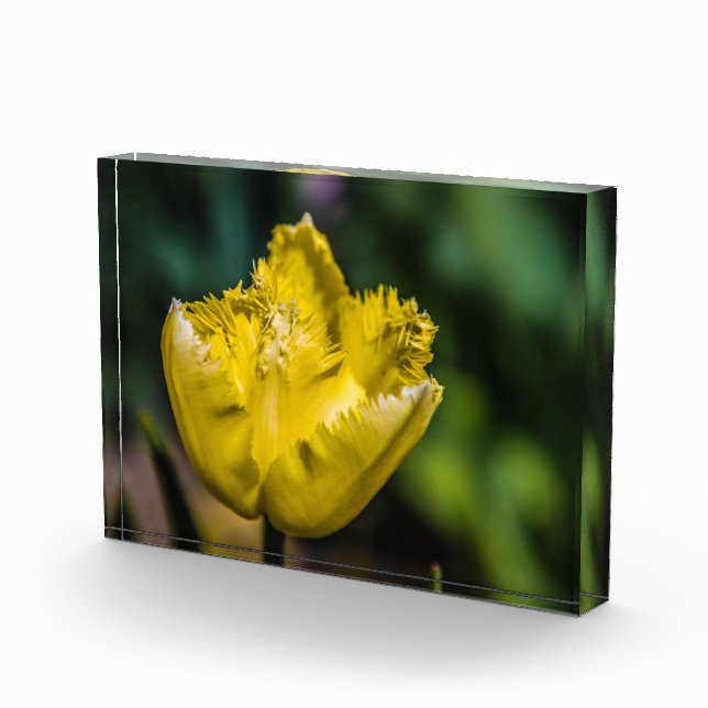 Yellow Tulip Photo Block (Right)
