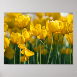 Yellow Tulip plants Poster