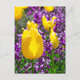 Yellow Tulip Postcard