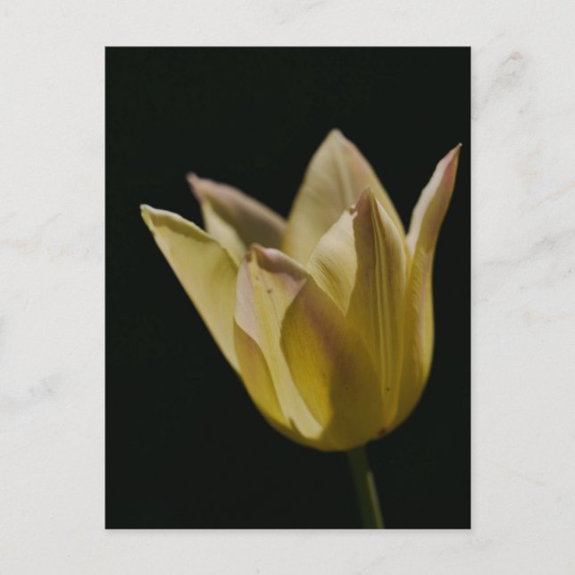 Yellow Tulip Postcard (Front)