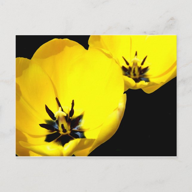 Yellow Tulip Postcard (Front)